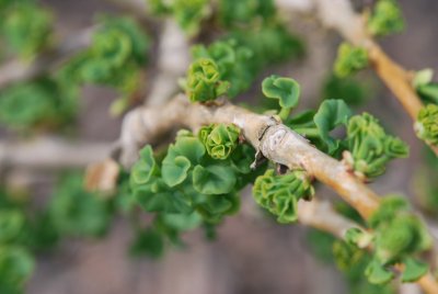 Ginkgo biloba 'Troll' - jinan dvoulaločný 'Troll' - jarní listy